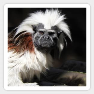 Cotton-top Tamarin Sticker